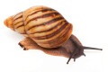 Archachatina marginata candefacta Cameroon striped adult